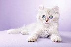 American Curl kitten