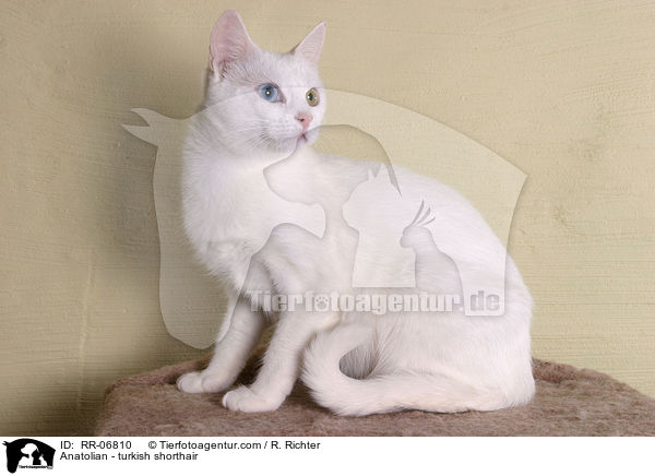 Anatoli / Anatolian - turkish shorthair / RR-06810