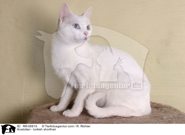 Anatolian - turkish shorthair / RR-06810