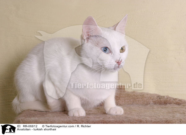 Anatolian - turkish shorthair / RR-06812