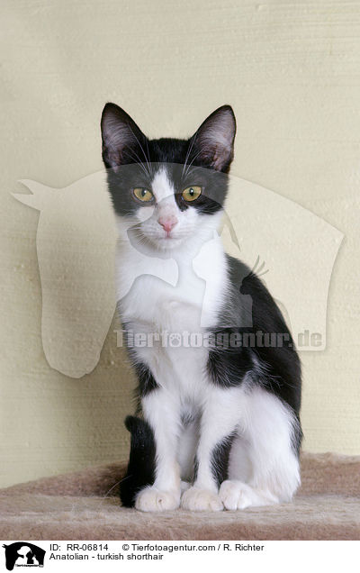 Anatolian - turkish shorthair / RR-06814