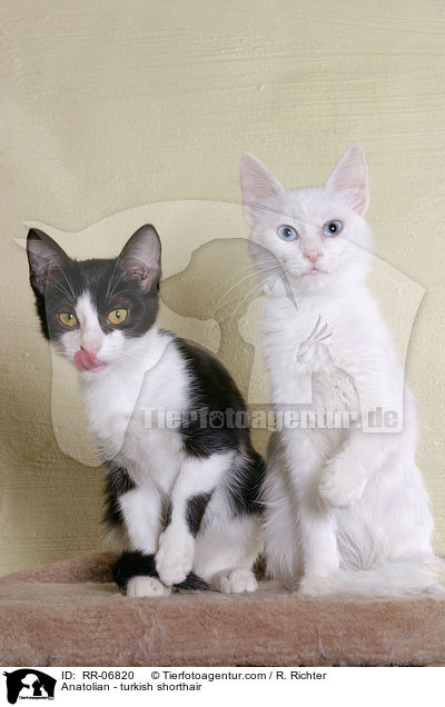 Anatoli / Anatolian - turkish shorthair / RR-06820