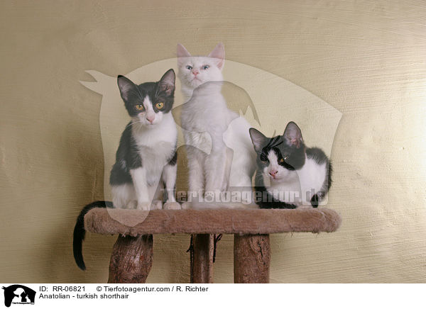 Anatoli / Anatolian - turkish shorthair / RR-06821