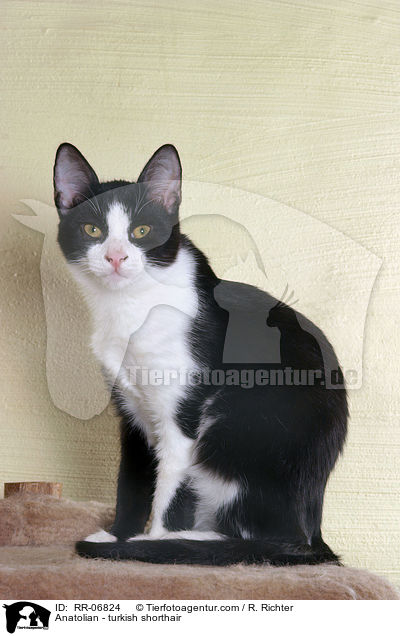 Anatolian - turkish shorthair / RR-06824