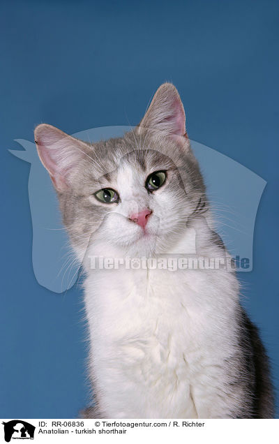 Anatolian - turkish shorthair / RR-06836