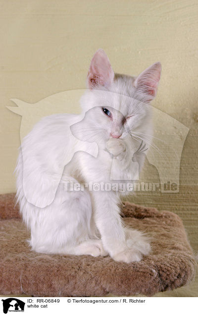 weie Katze / white cat / RR-06849