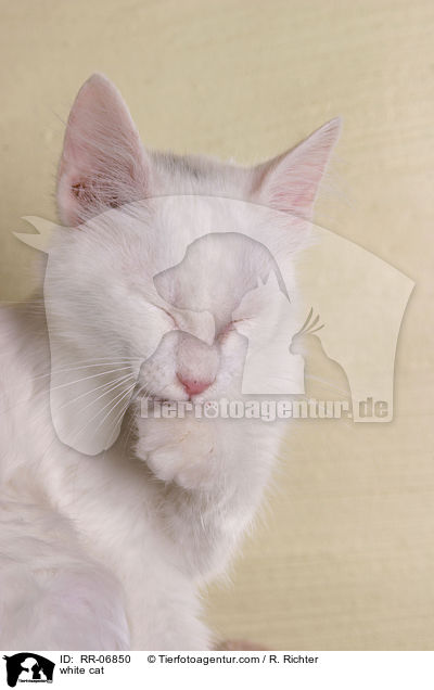 weie Katze / white cat / RR-06850