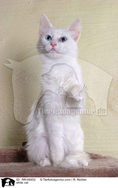 weie Katze / white cat / RR-06852
