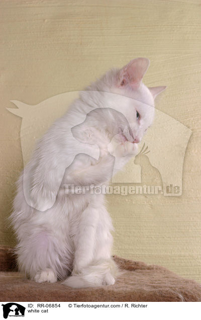 weie Katze / white cat / RR-06854