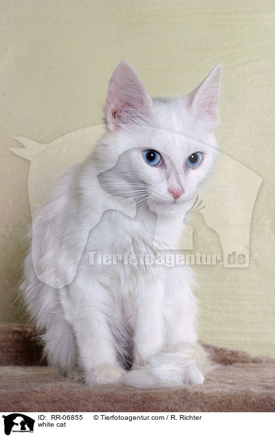 white cat / RR-06855