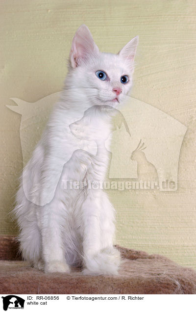 white cat / RR-06856