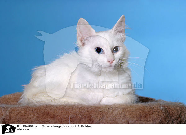 weie Katze / white cat / RR-06859