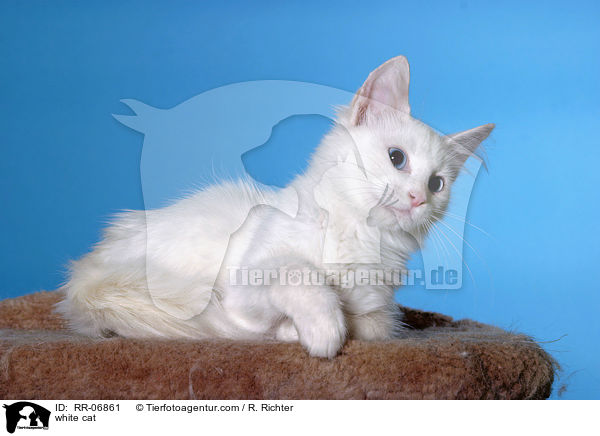 weie Katze / white cat / RR-06861