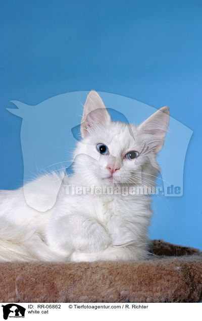 weie Katze / white cat / RR-06862