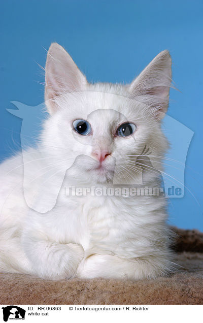 white cat / RR-06863