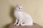 Anatolian - turkish shorthair