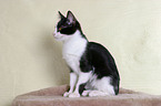 Anatolian - turkish shorthair