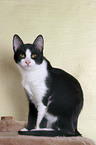 Anatolian - turkish shorthair