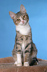 Anatolian - turkish shorthair