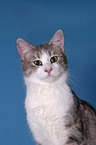 Anatolian - turkish shorthair