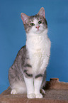 Anatolian - turkish shorthair