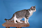 Anatolian - turkish shorthair