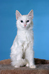 white cat