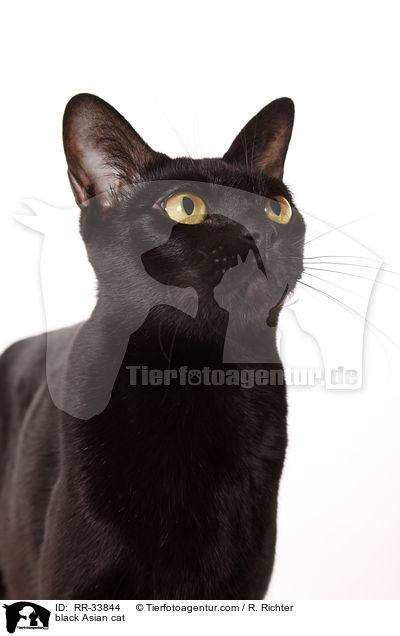 black Asian Katze / black Asian cat / RR-33844