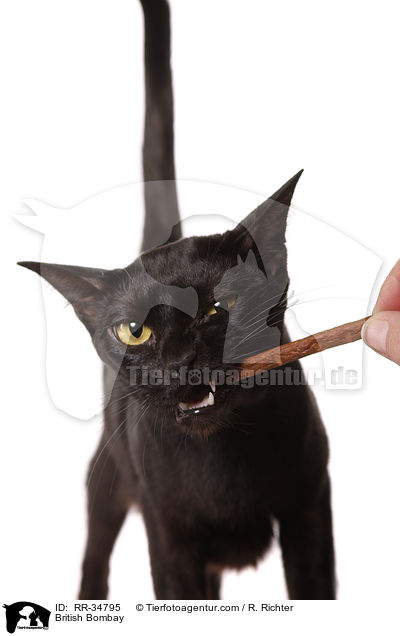 British Bombay / RR-34795