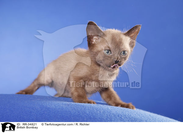 British Bombay / RR-34821