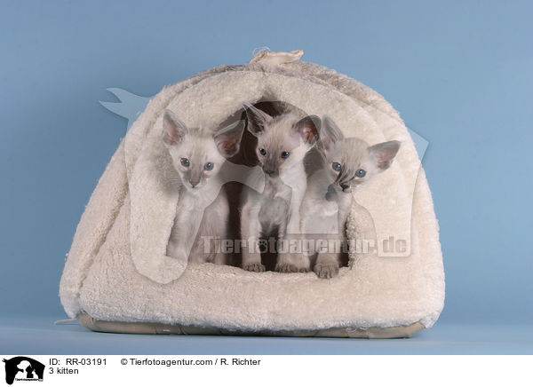 3 Balinesen Ktzchen / 3 kitten / RR-03191