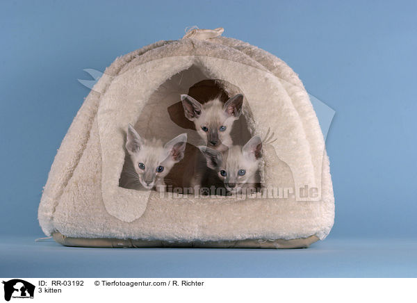 3 Balinesen Ktzchen / 3 kitten / RR-03192