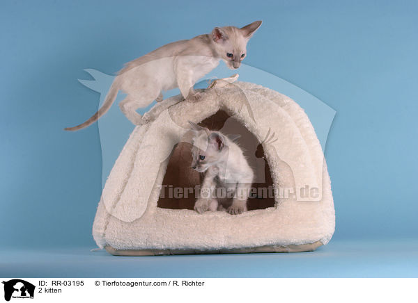 2 Balinesen Ktzchen / 2 kitten / RR-03195