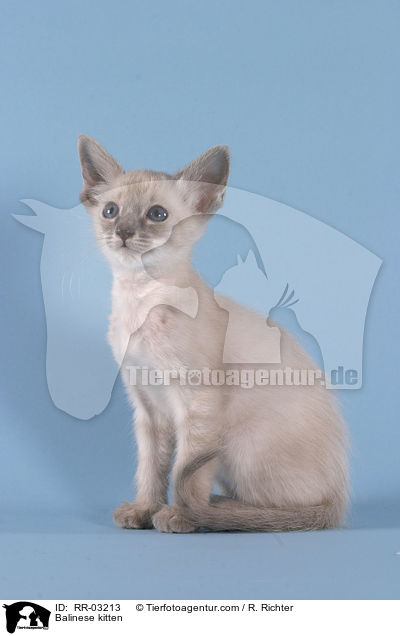Balinese Ktzchen / Balinese kitten / RR-03213