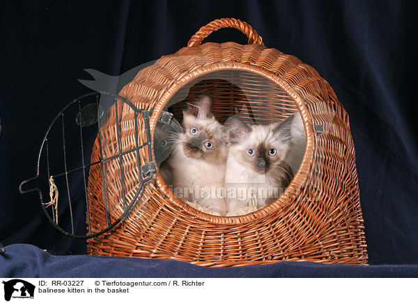 Balinese Ktzchen im Krbchen / balinese kitten in the basket / RR-03227