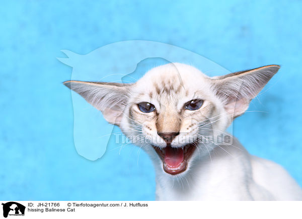 hissing Balinese Cat / JH-21766