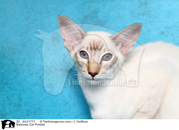 Balinese Cat Portrait / JH-21771
