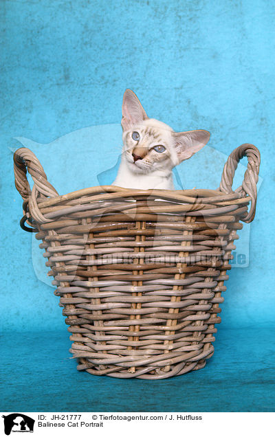 Balinese Portrait / Balinese Cat Portrait / JH-21777