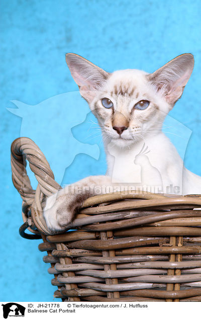 Balinese Portrait / Balinese Cat Portrait / JH-21778