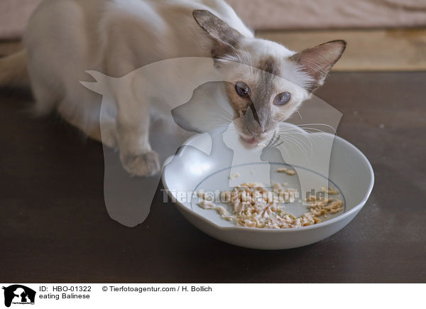 fressende Balinese / eating Balinese / HBO-01322