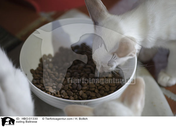 fressende Balinese / eating Balinese / HBO-01330