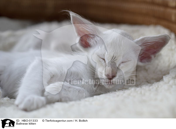 Balinese Ktzchen / Balinese kitten / HBO-01333