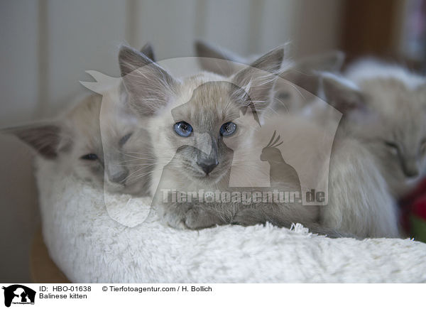 Balinese Ktzchen / Balinese kitten / HBO-01638