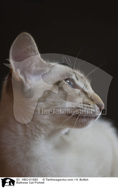 Balinese Cat Portrait / HBO-01880