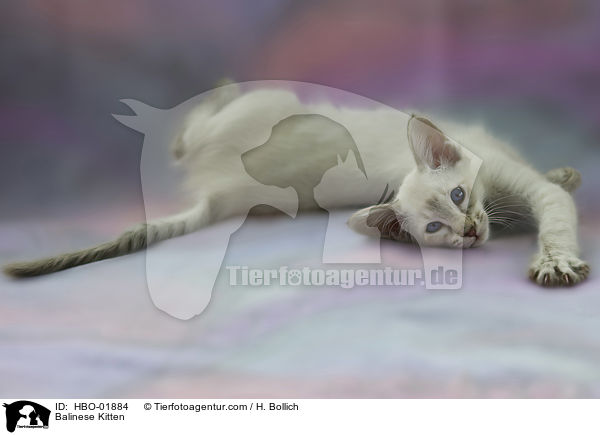 Balinese Ktzchen / Balinese Kitten / HBO-01884