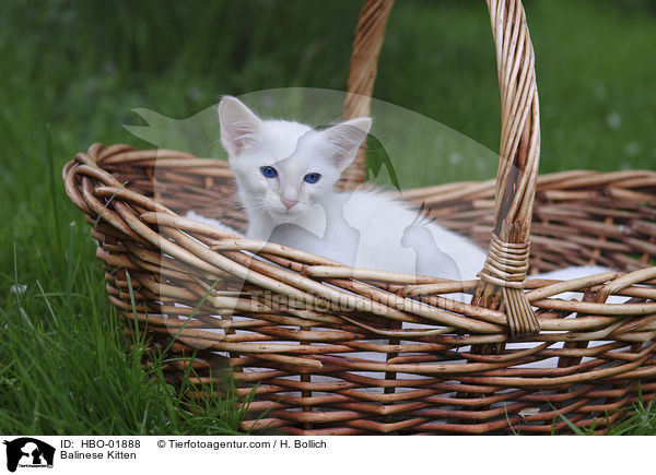 Balinese Kitten / HBO-01888