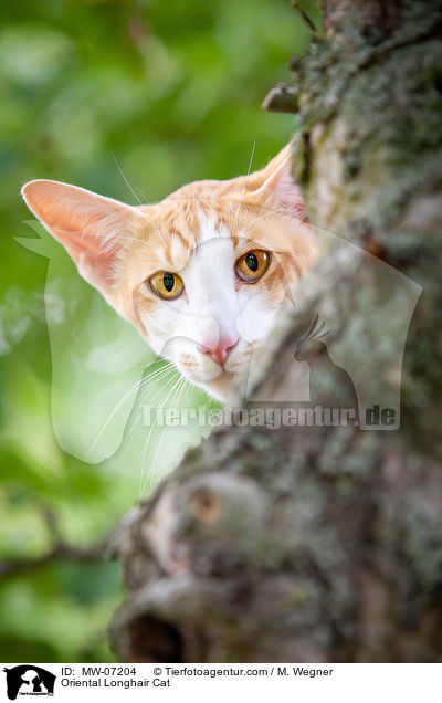 Orientalisch Langhaar / Oriental Longhair Cat / MW-07204
