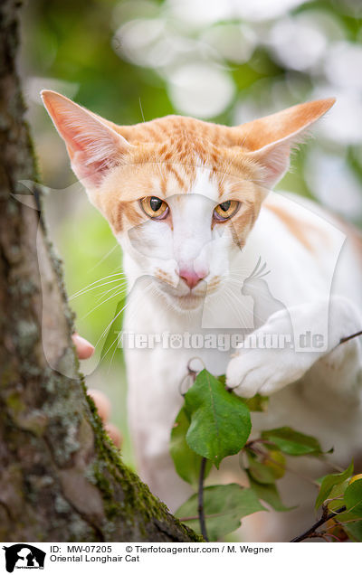 Oriental Longhair Cat / MW-07205