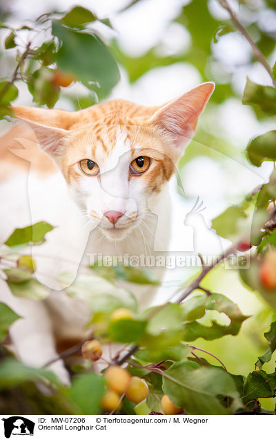 Oriental Longhair Cat / MW-07206