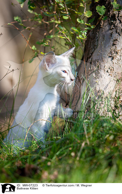 Balinese Ktzchen / Balinese Kitten / MW-07223